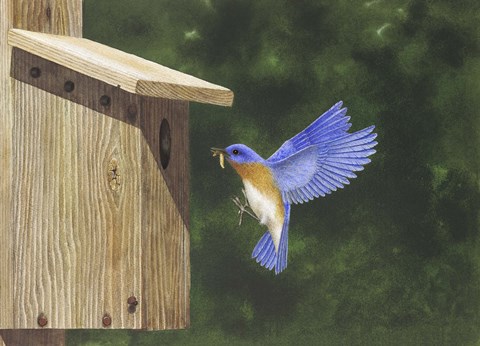 Framed Cleared to Land Print