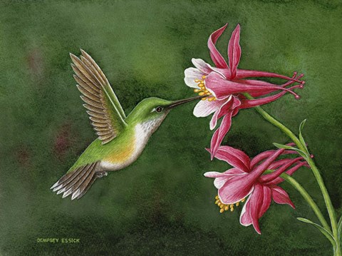 Framed Lady&#39;s Choice Print