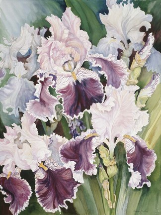 Framed Ruffled Burgundy Iris&#39; Print