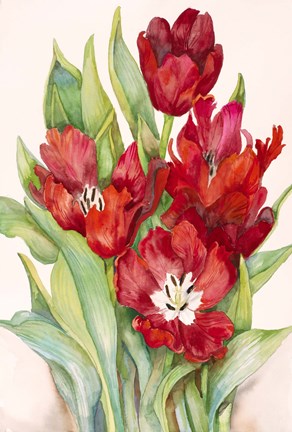 Framed Tulips Opening Up Print