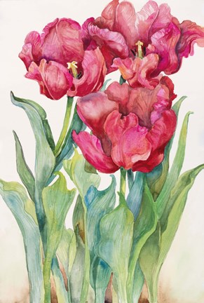 Framed Cherry Red Tulip Print