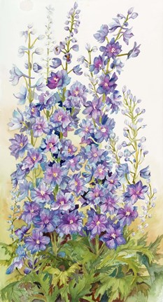 Framed Delphinium Cluster Print