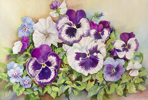 Framed Pansy Cluster Print