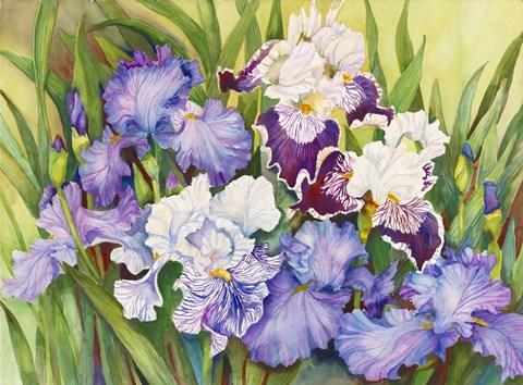 Framed Irises in Shades of Lavender Print