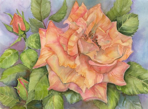 Framed Peach Blush Rose Print