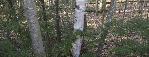 Framed Vermont Camo Print