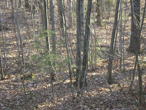 Framed VT Camo Print