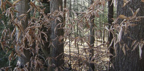 Framed Trees &amp; Leaves Camo Print