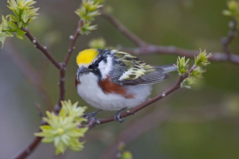 Framed Blue Jay on Tree Limb Print