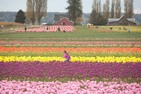 Framed Tulip Farm, Washington Print