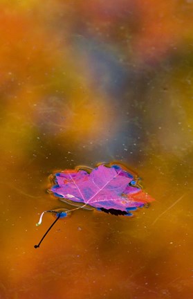 Framed Quebec Autumn Leaf on Pond Print