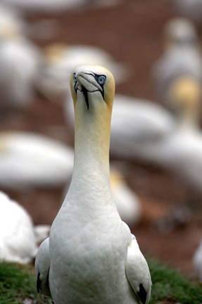 Framed Northern Gannet bird Print