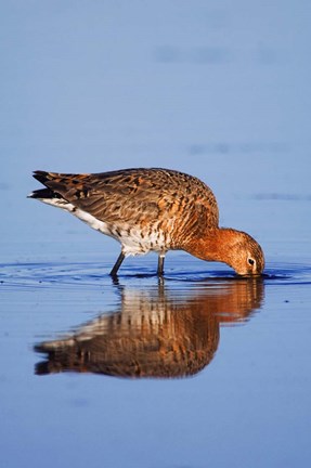 Framed Black-Tailed Godwit Bird Print