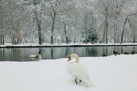 Framed Chateau de Vizille Park, Swan Lake Print