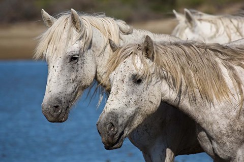 Framed Camargue Horses Run through Water Print