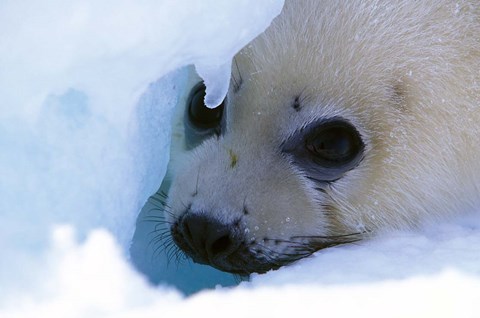 Framed Seal Pup on Gulf of St. Lawrence Print