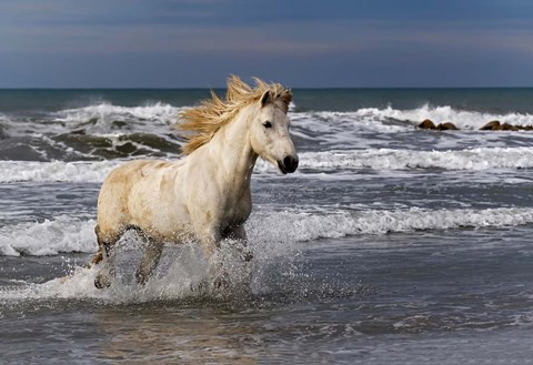 Framed Camargue Horse in the Surf Print