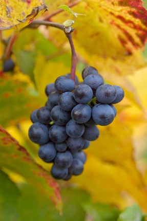 Framed Beaujolais Red Grapes in Autumn Print