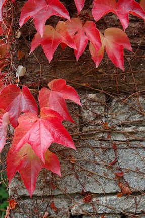 Framed Red Ivy on Stone Wall Print