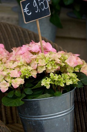 Framed Flowers For Sale Print