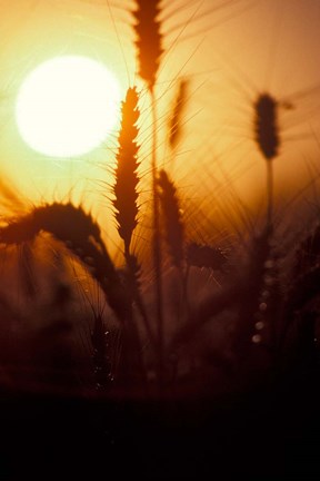 Framed Wheat Plants at Sunset Print