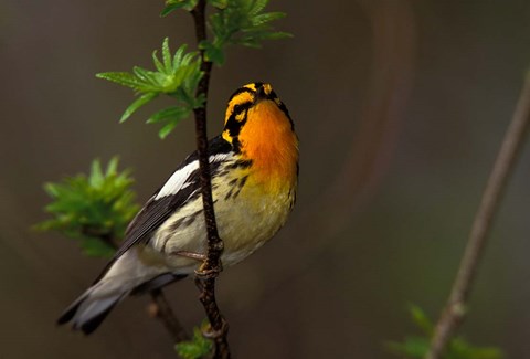 Framed Male Blackburnian Warbler Print