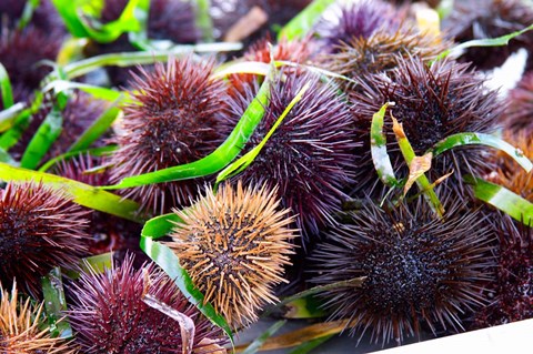Framed Street Market Stall with Sea Urchins Oursin, France Print