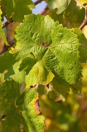 Framed Chateau Mire l&#39;Etang, Languedoc, France Print