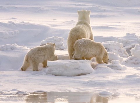 Framed Polar Bear in Churchill Print