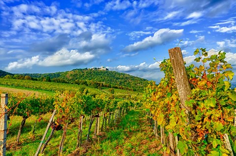 Framed Vienna vineyards, Austria Print