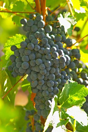 Framed Cabernet Sauvignon Vineyard, Bordeaux, France Print