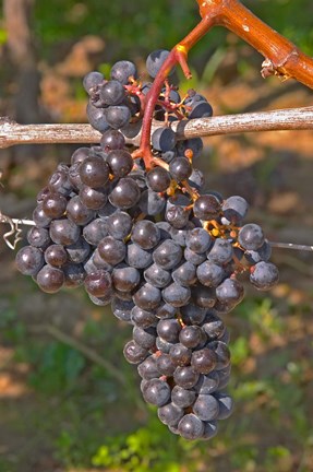 Framed Chateau Grand Mayne France Vineyard Print