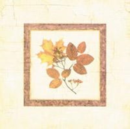 Framed Leaf Study II Print