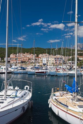 Framed Seashell Coast, Solenzara Print