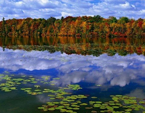 Framed Park Haven Lake in Autumn Print