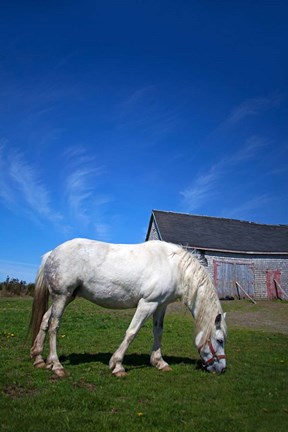 Framed White Horse and Barn, Guysborough County, Nova Scotia, Canada Print