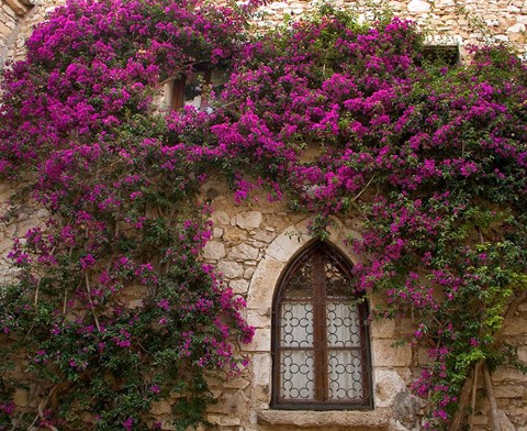 Framed Bright Pink Bougainvillea, Eze, France Print