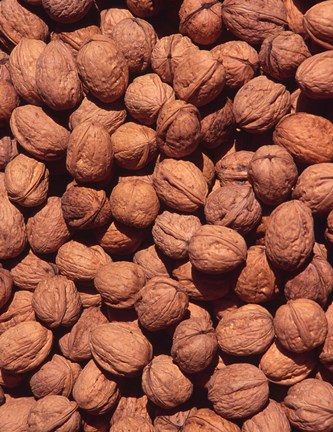Framed Walnuts, Normandy, France Print