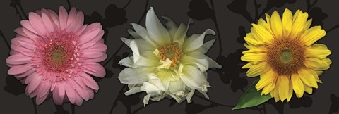 Framed Floral Burst II Print