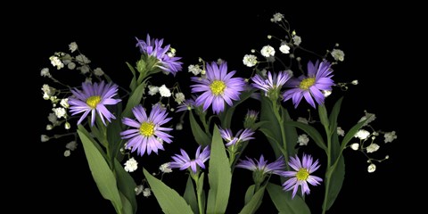 Framed Asters &amp; Baby&#39;s Breath 2 Print