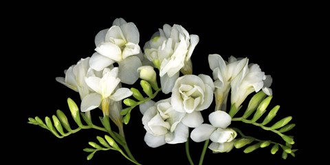 Framed Freesia 3 Print