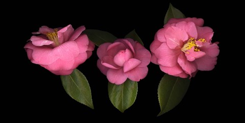 Framed 3 Camellias Print