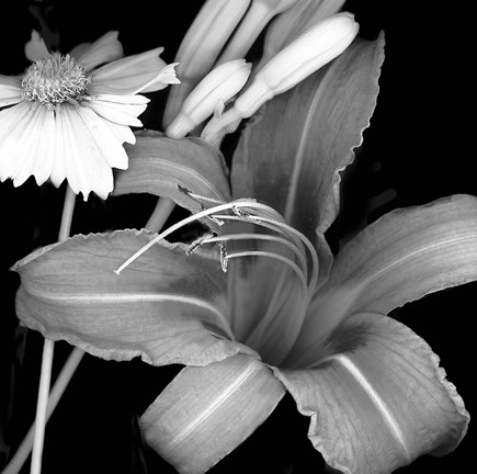 Framed Day Lily &amp; Coreopsis Print