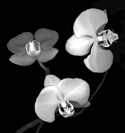 Framed Three Orchids Print