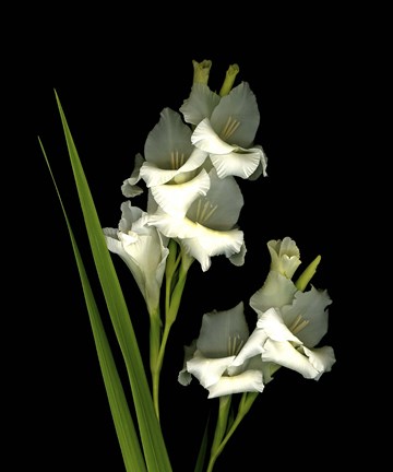 Framed Gladiola Print