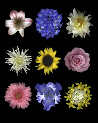 Framed Flower 9 Patch Print