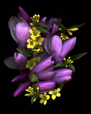 Framed Tulip Magnolia &amp; Jasmine Print