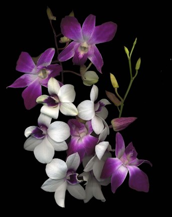 Framed Dendrobium Orchids Print
