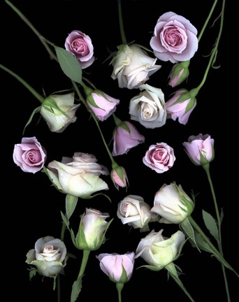Framed Pink &amp; White Roses 5 Print