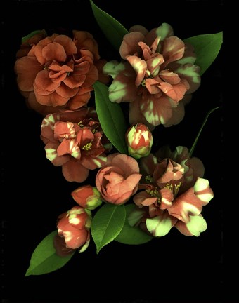 Framed Camellia 3 Print